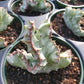 Euphorbia lactea 'Cristata' --Crested White Ghost Elkhorn--