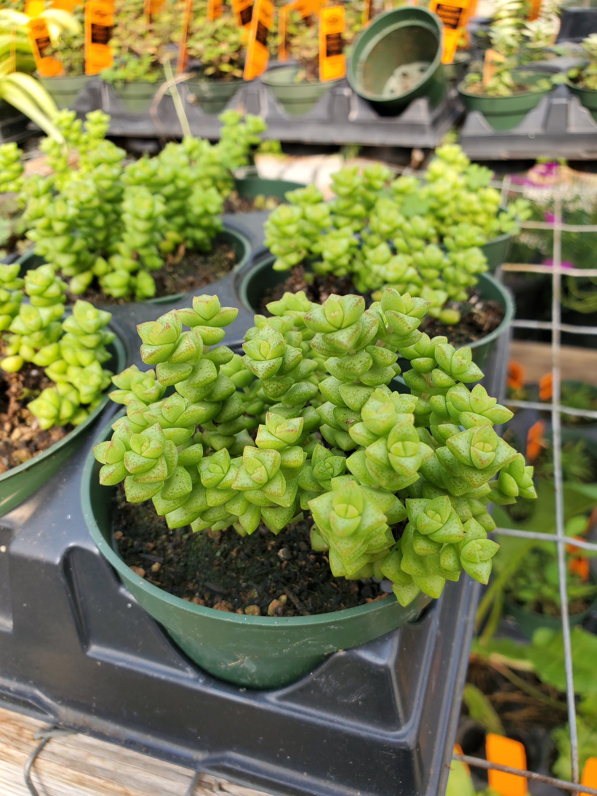 crassula tom thumb succulent Crassula rupestris ssp. commutata --Tom Thumb Crassula--