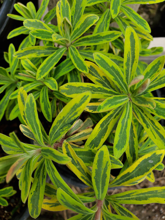 Euphorbia x martinii --Variegated Rainbow Spurge--