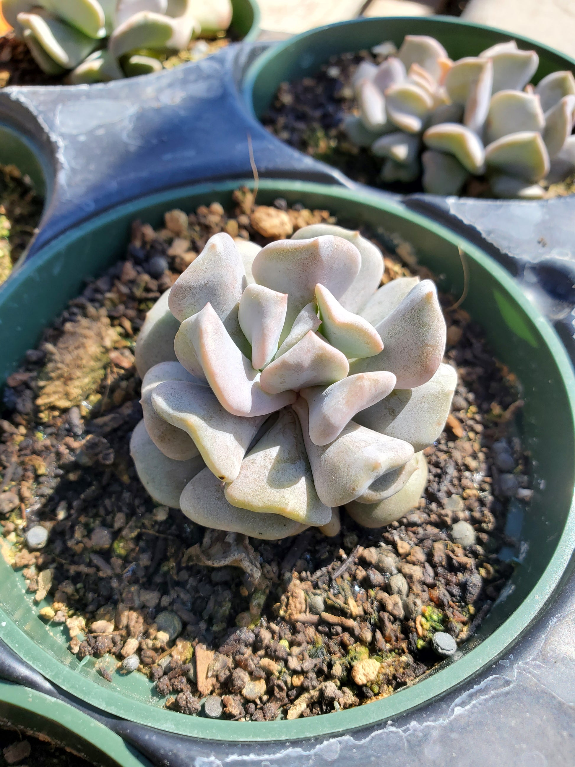 cubic frost succulent care Echeveria 'Cubic Frost'