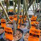 Euphorbia enterophora ssp. crassa --Red Tip Tape Tree--