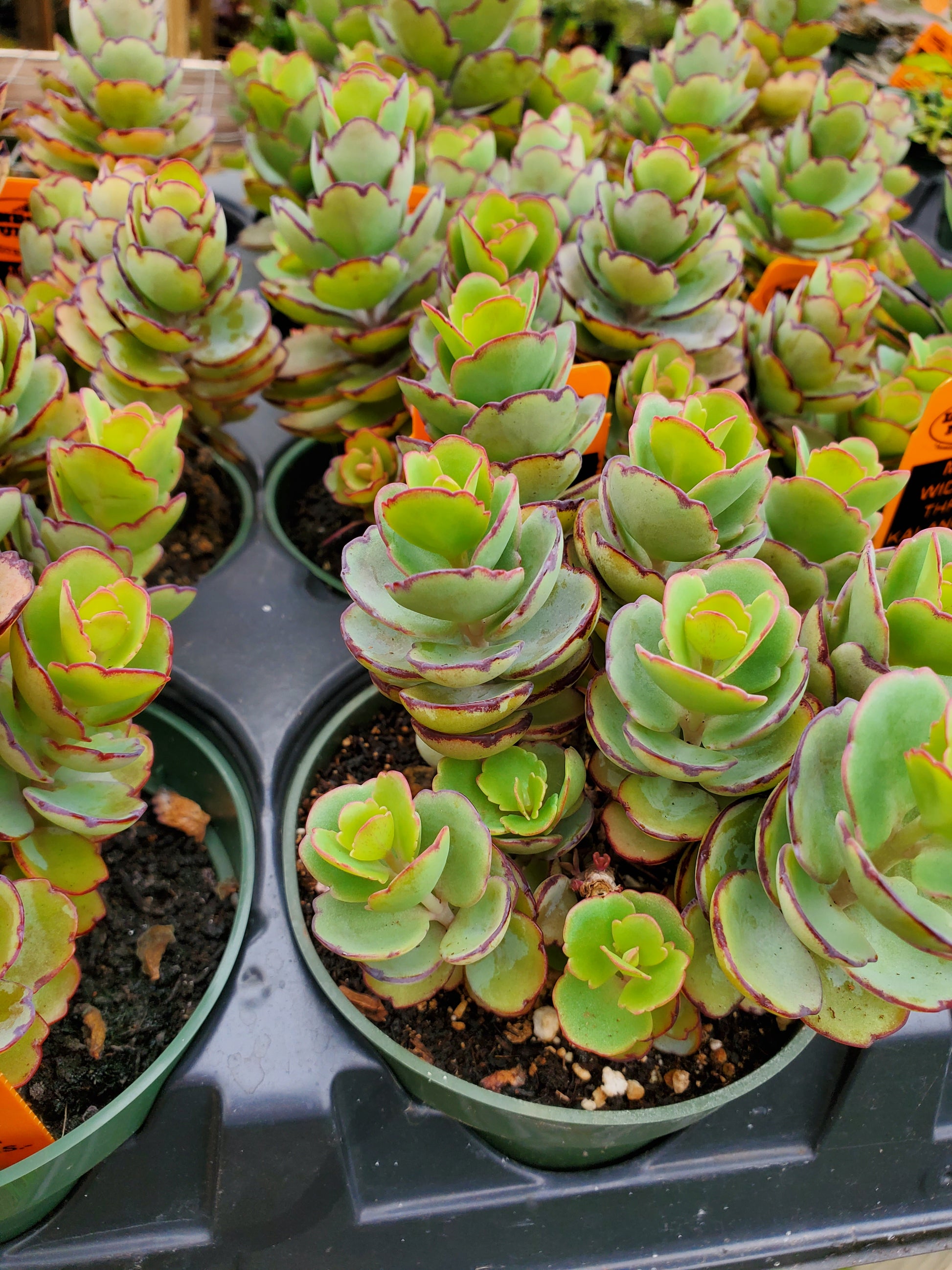 widow's thrill succulent Kalanchoe laxiflora 'Milky Widow's Thrill'