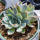 Echeveria 'Blue Heron'
