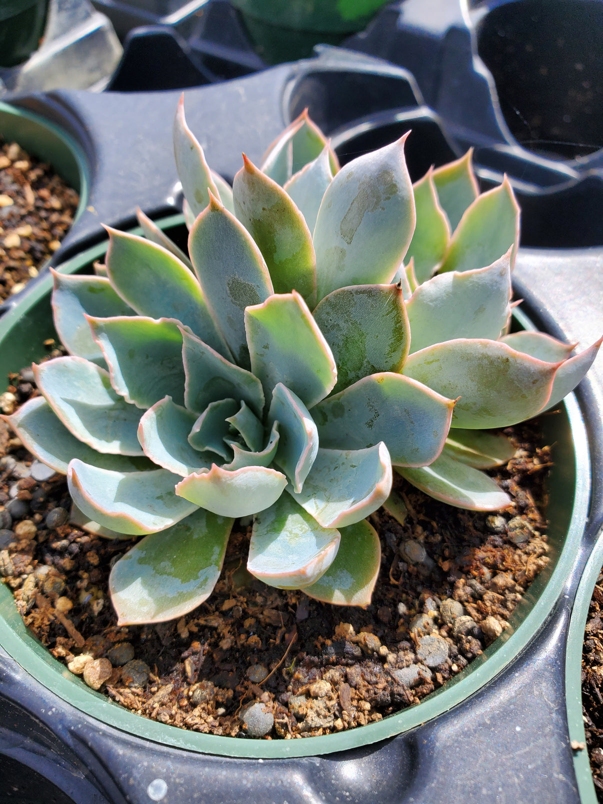 Echeveria 'Blue Heron' Plant Delivery Lockhart Lone Star Nursery