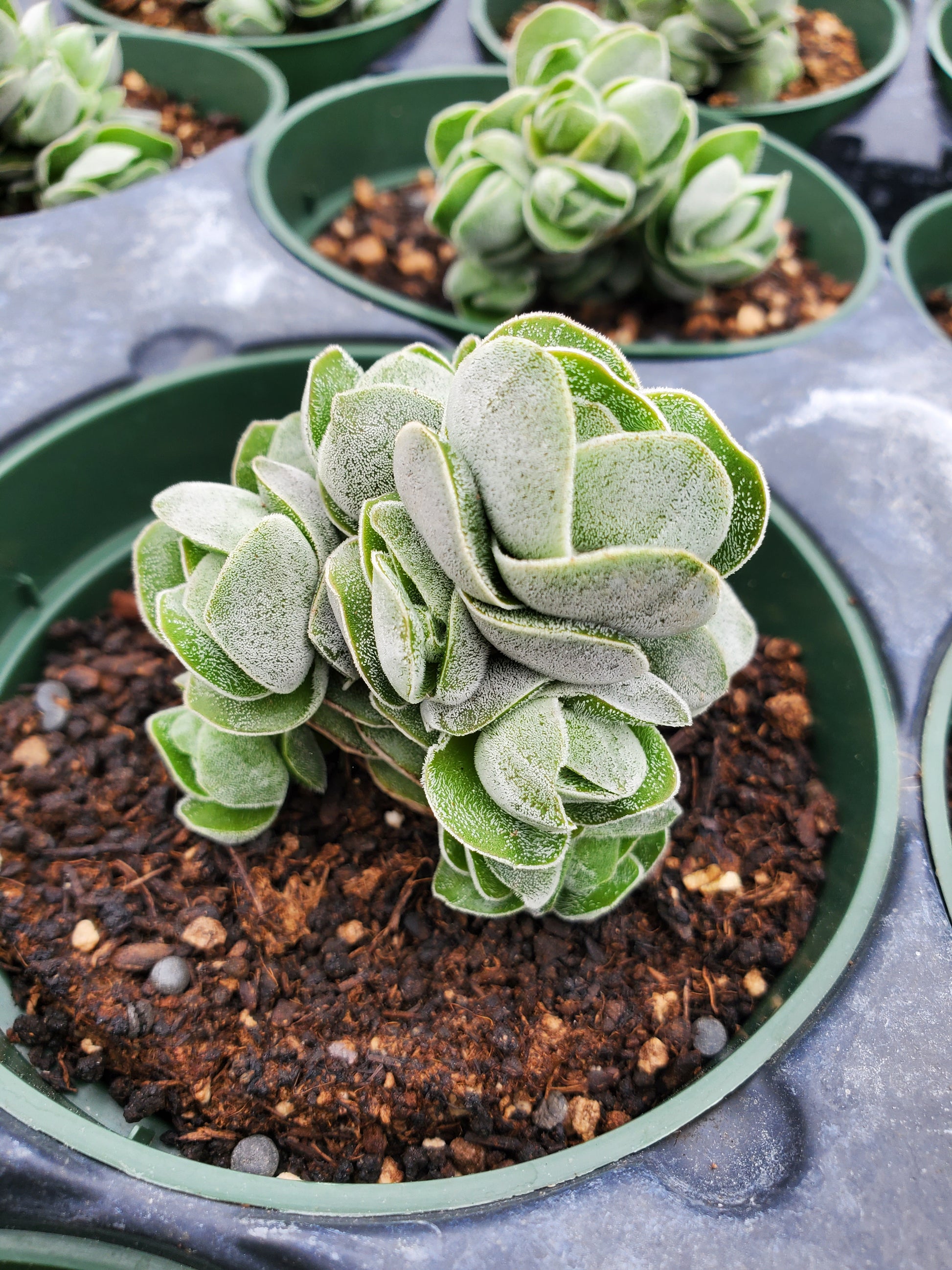 silver pagoda succulent Crassula perfoliata x barklyi 'Ivory Pagoda'