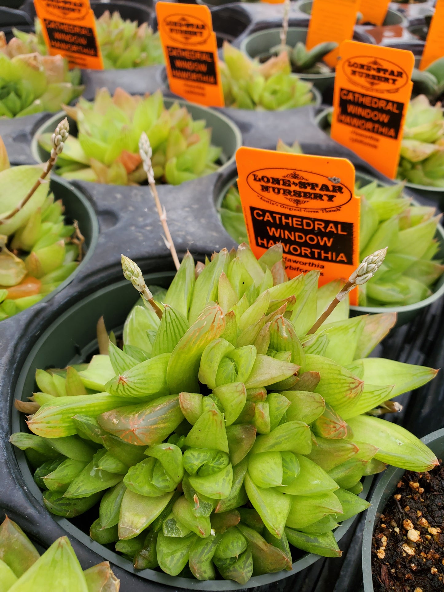 window succulent Haworthia cymbiformis --Cathedral Window Haworthia--