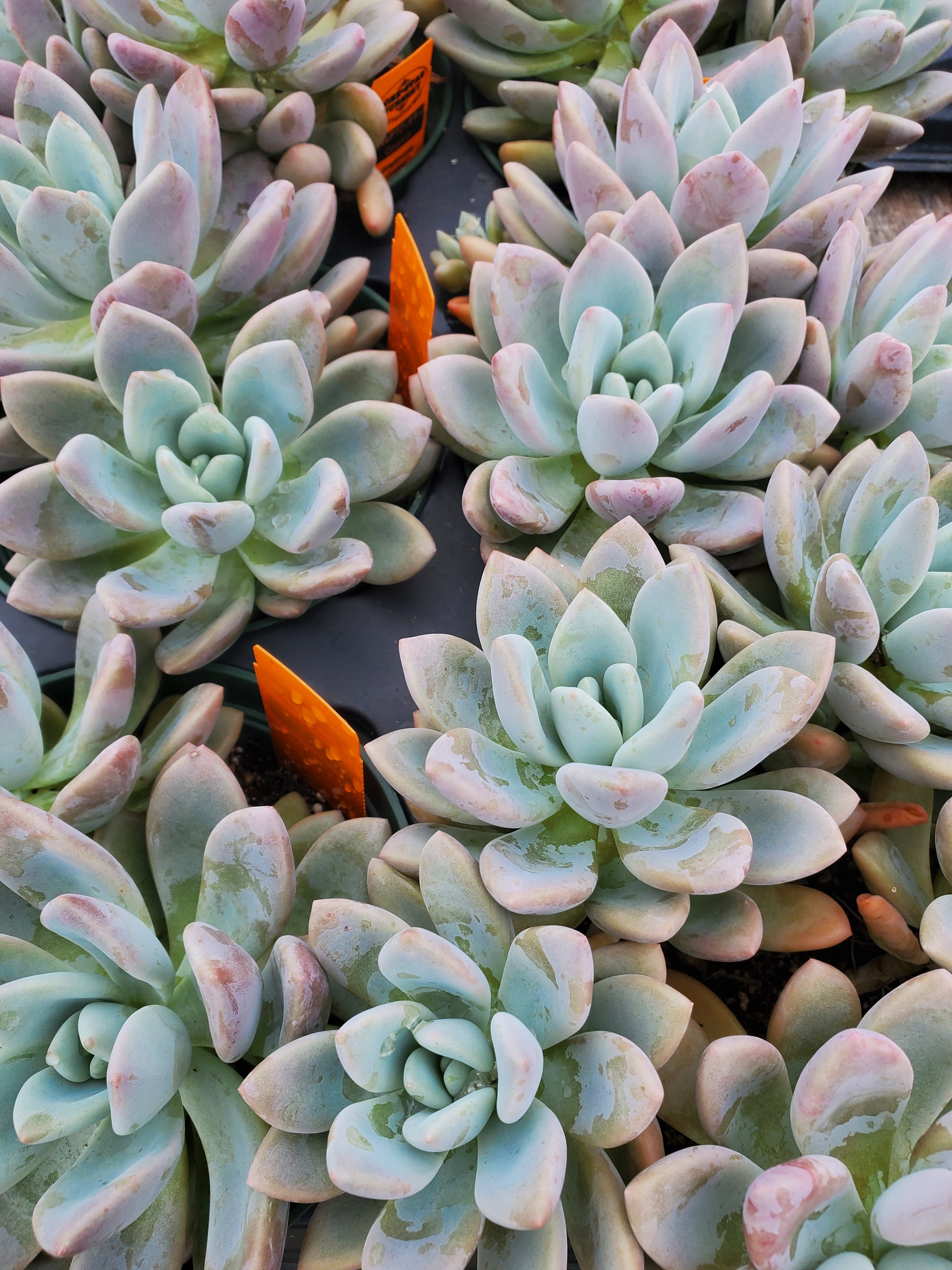 opalina succulent care Graptoveria 'Opalina'