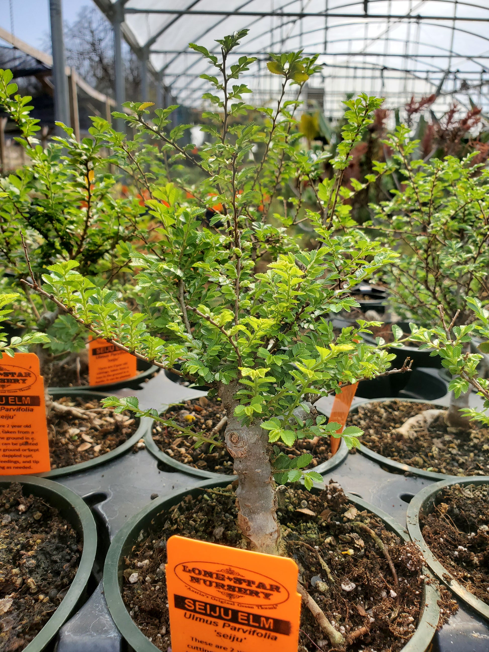 ulmus bonsai tree Ulmus parvifolia --Bonsai Seiju Elm--