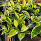 Ficus retusa-nitida 'Variegata' --Variegated Laurel Fig--