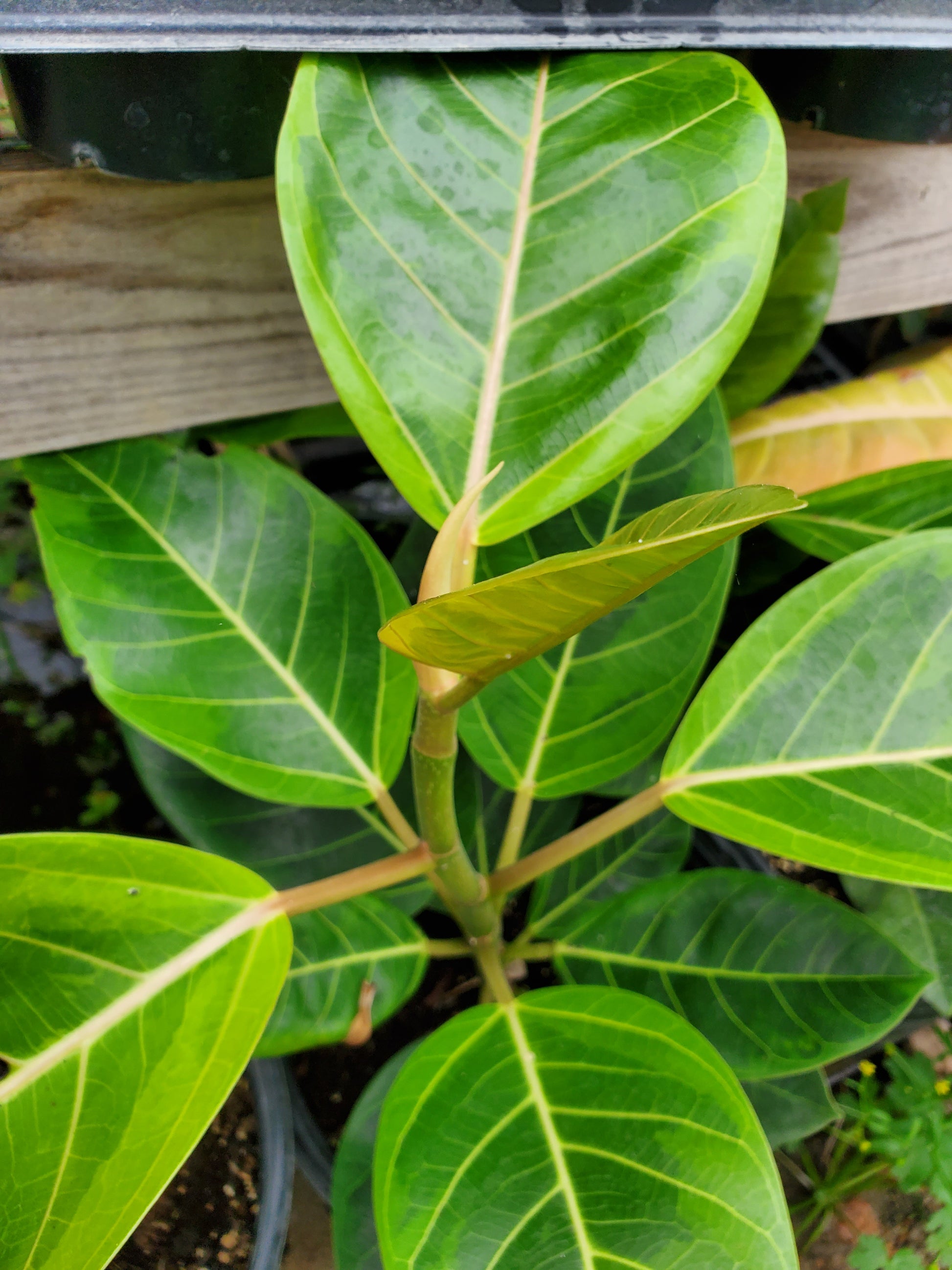 altissima variegata Ficus altissima 'Variegata' --Golden Council Tree--