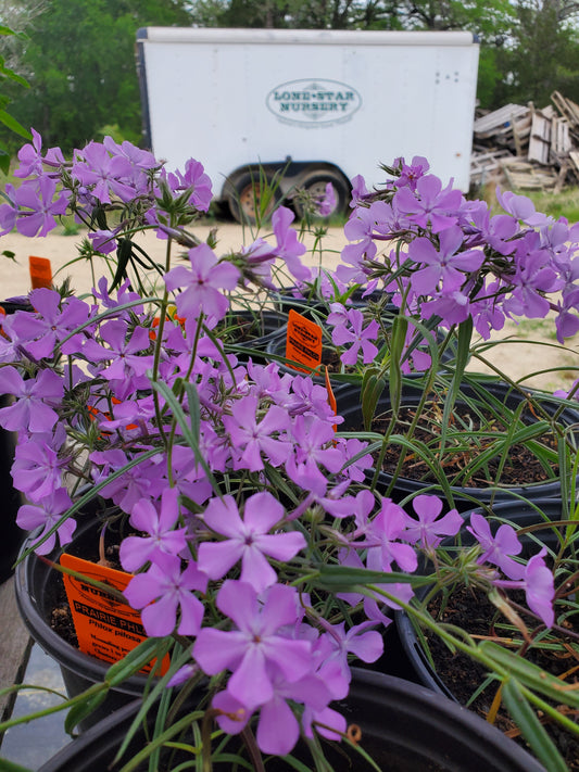 Phlox pilosa --Prairie Phlox--