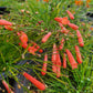 Russelia equisetiformis --Red Firecracker Fern--
