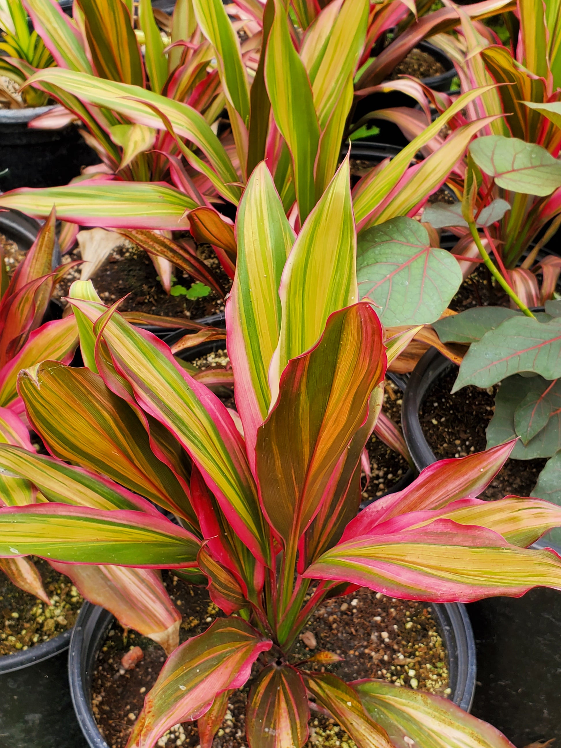 cordyline kiwi house plant Cordyline terminalis 'Kiwi' --Kiwi Ti Plant--