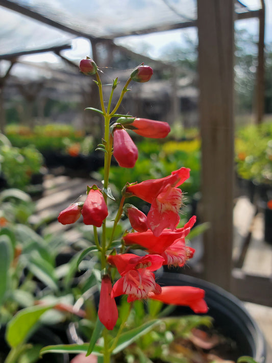 Penstemon barbatus --Twizzle Scarlet Penstemon--