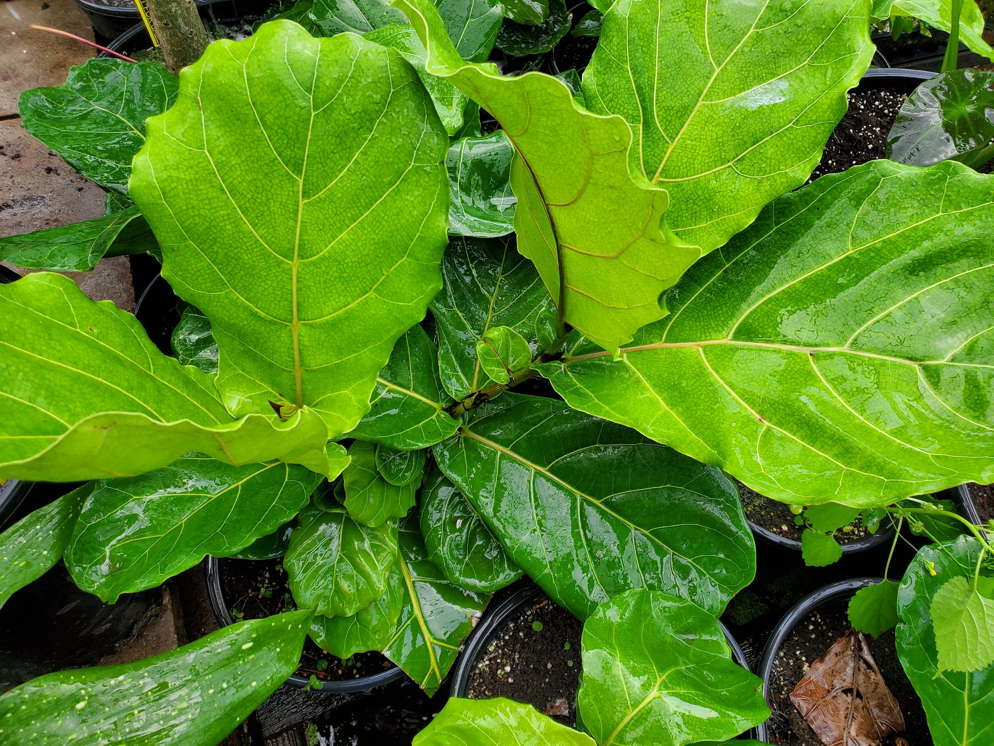 nursery fiddle leaf fig Ficus lyrata --Fiddle Leaf Fig--