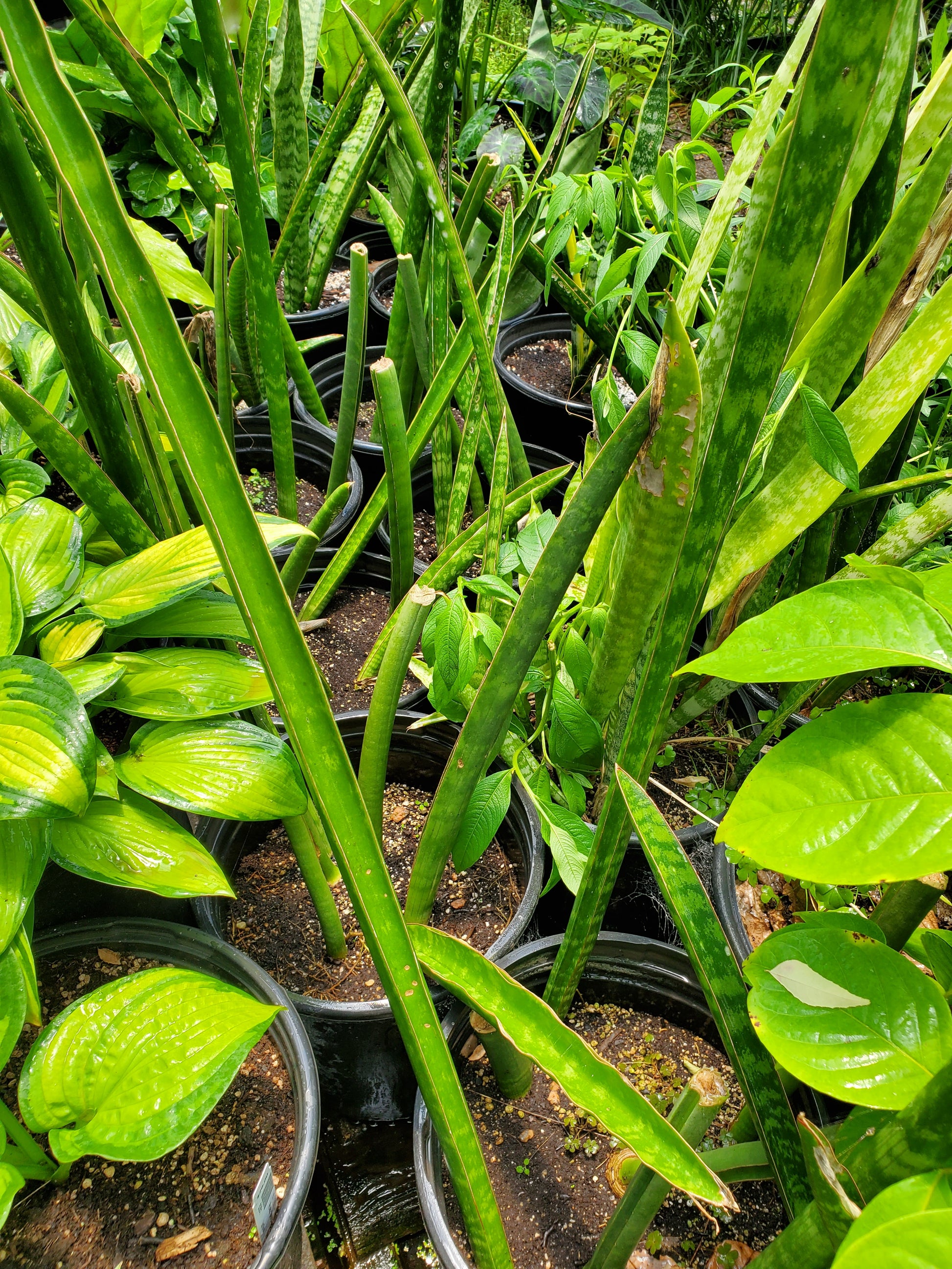 house plant with spear shaped leaves Sansevieria cylindrica --African Spear Snake Plant--