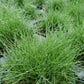 Agrostis stolonifera --Creeping Bentgrass--