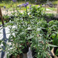 Salvia otahal --Meadow Sage--