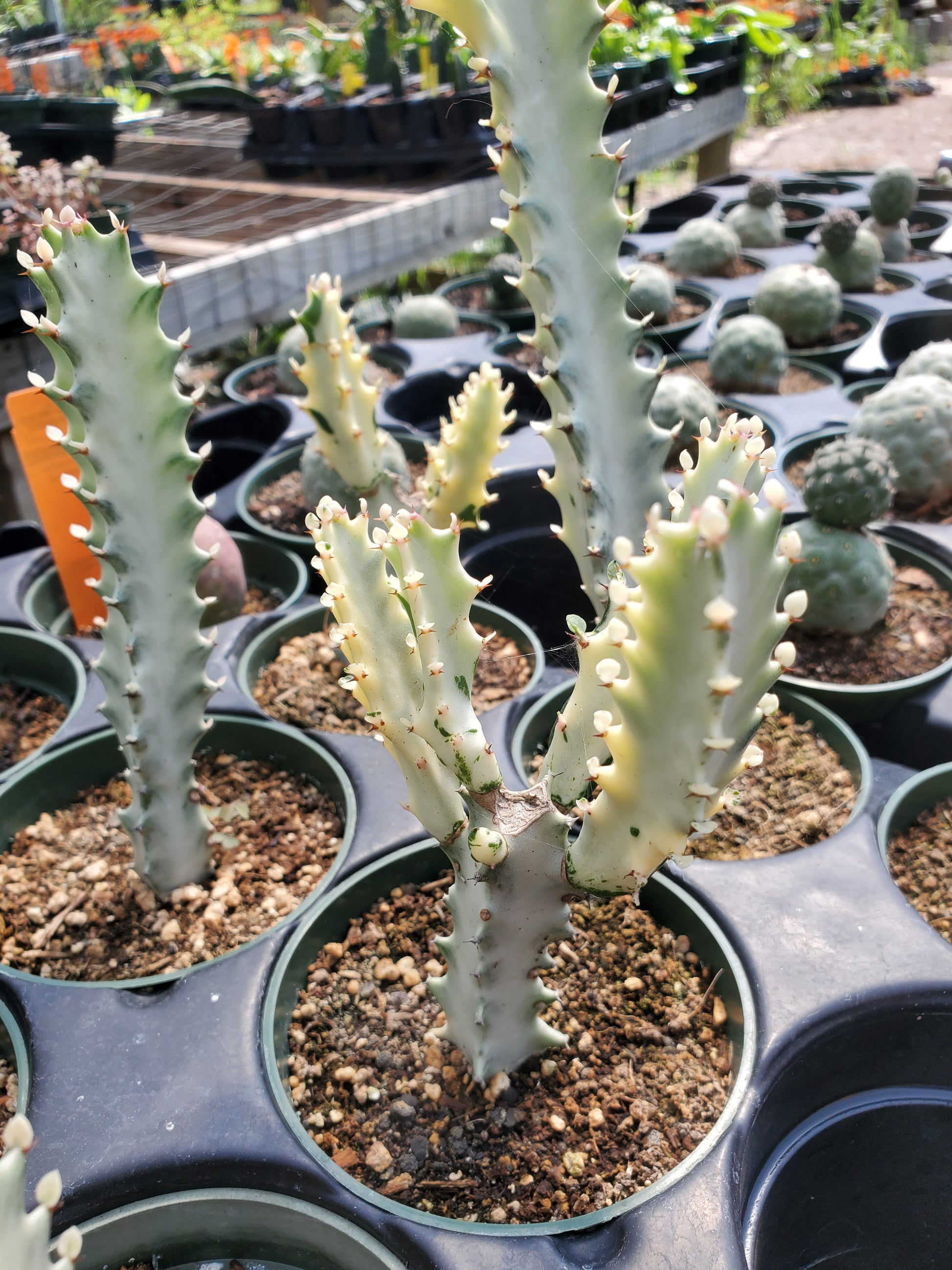 elkhorn succulent Euphorbia lactea --White Ghost Elkhorn--