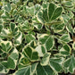 Ficus triangularis --Variegated Triangle Weeping Fig--