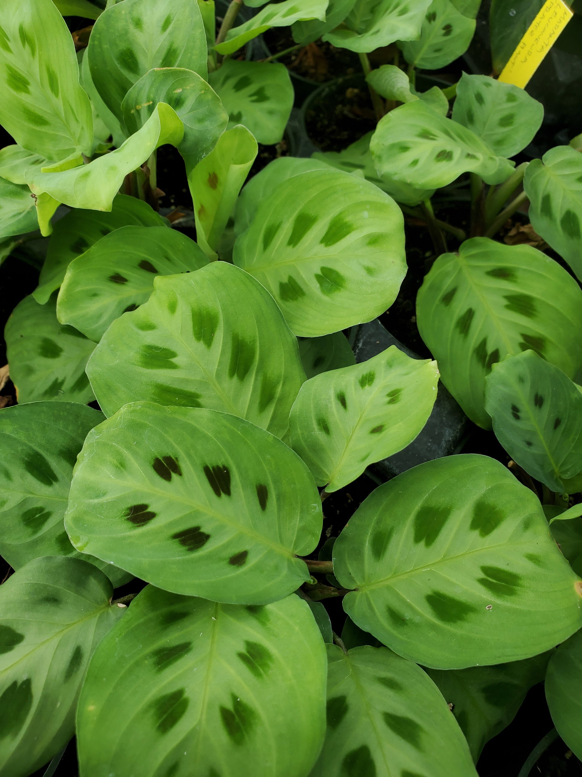 praying leaf plant Maranta leuconeura --Prayer Plant--