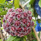 Hoya pubicalyx 'Royal Hawaiian Purple'