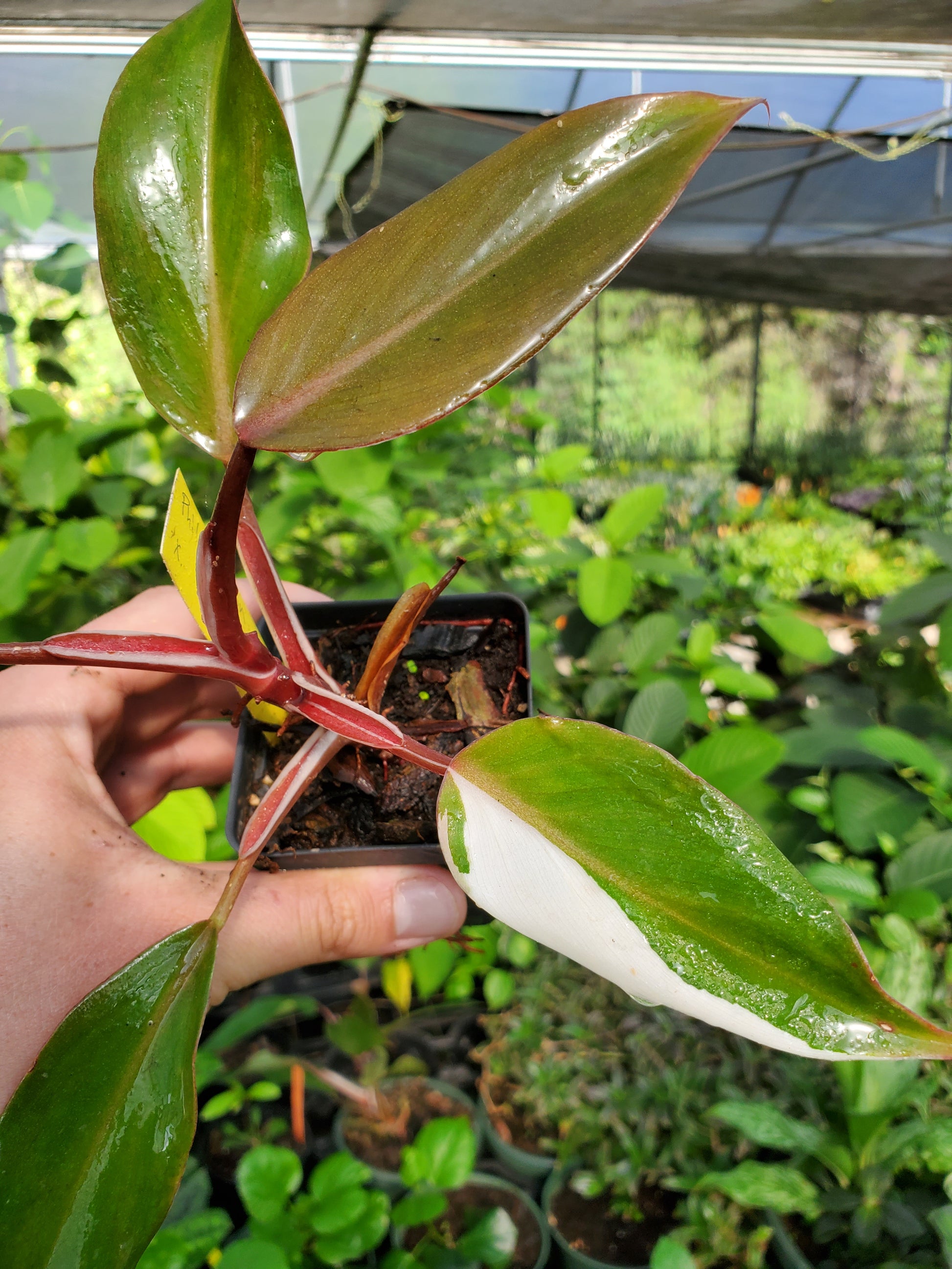 white knight philodendron seeds Philodendron 'White Knight'