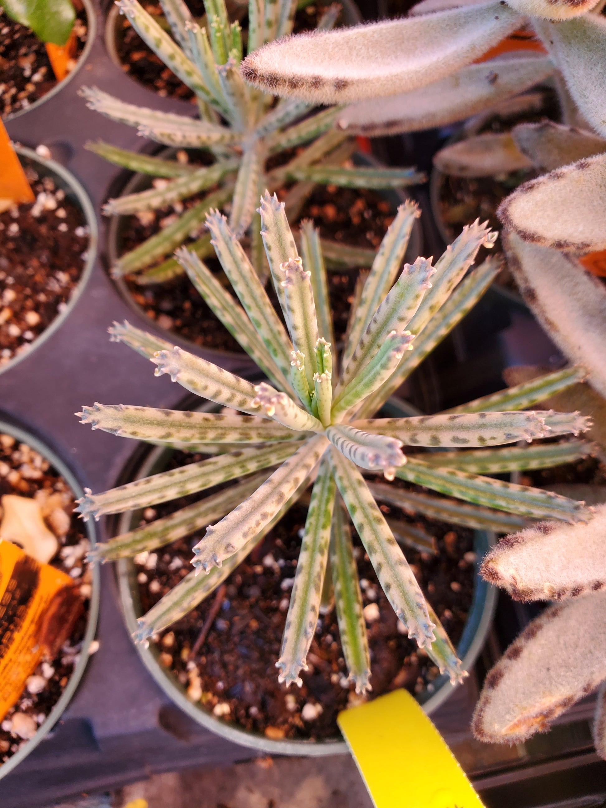 long skinny leaf succulent Kalanchoe delagoensis --Narrow Leaf Mother of Millions