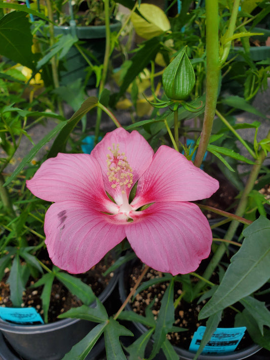 Hibiscus 'Pink Teacups'