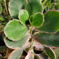Kalanchoe fedtschenkoi f. variegata --Aurora Borealis Kalanchoe--