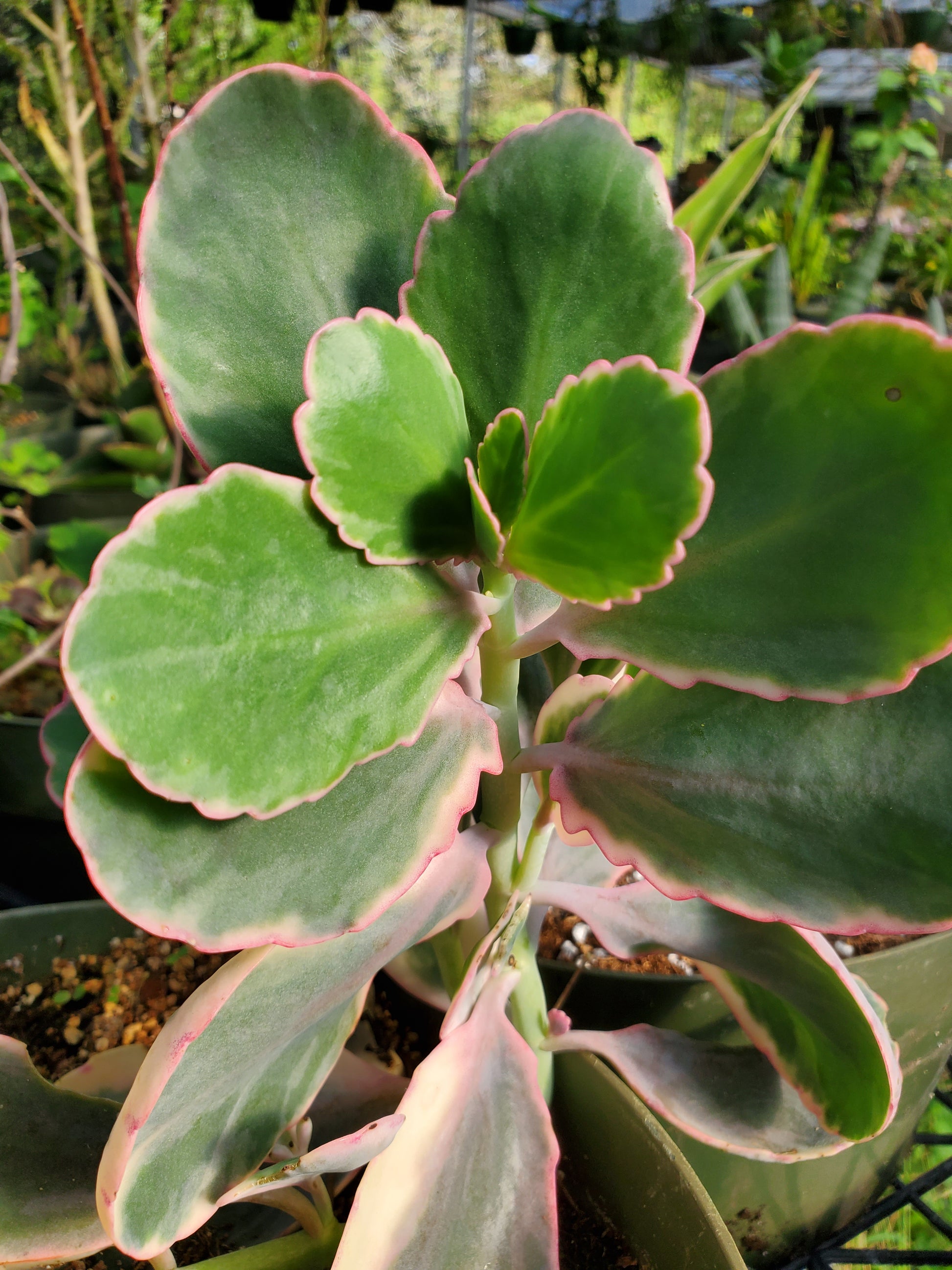 aurora borealis succulent Kalanchoe fedtschenkoi f. variegata --Aurora Borealis Kalanchoe--