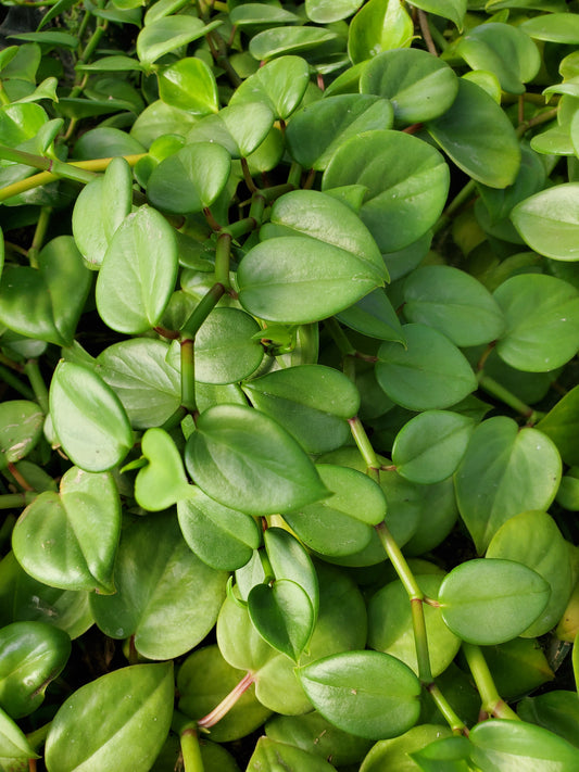 Peperomia 'Silver Sheen' --Trailing Pewter Peperomia--