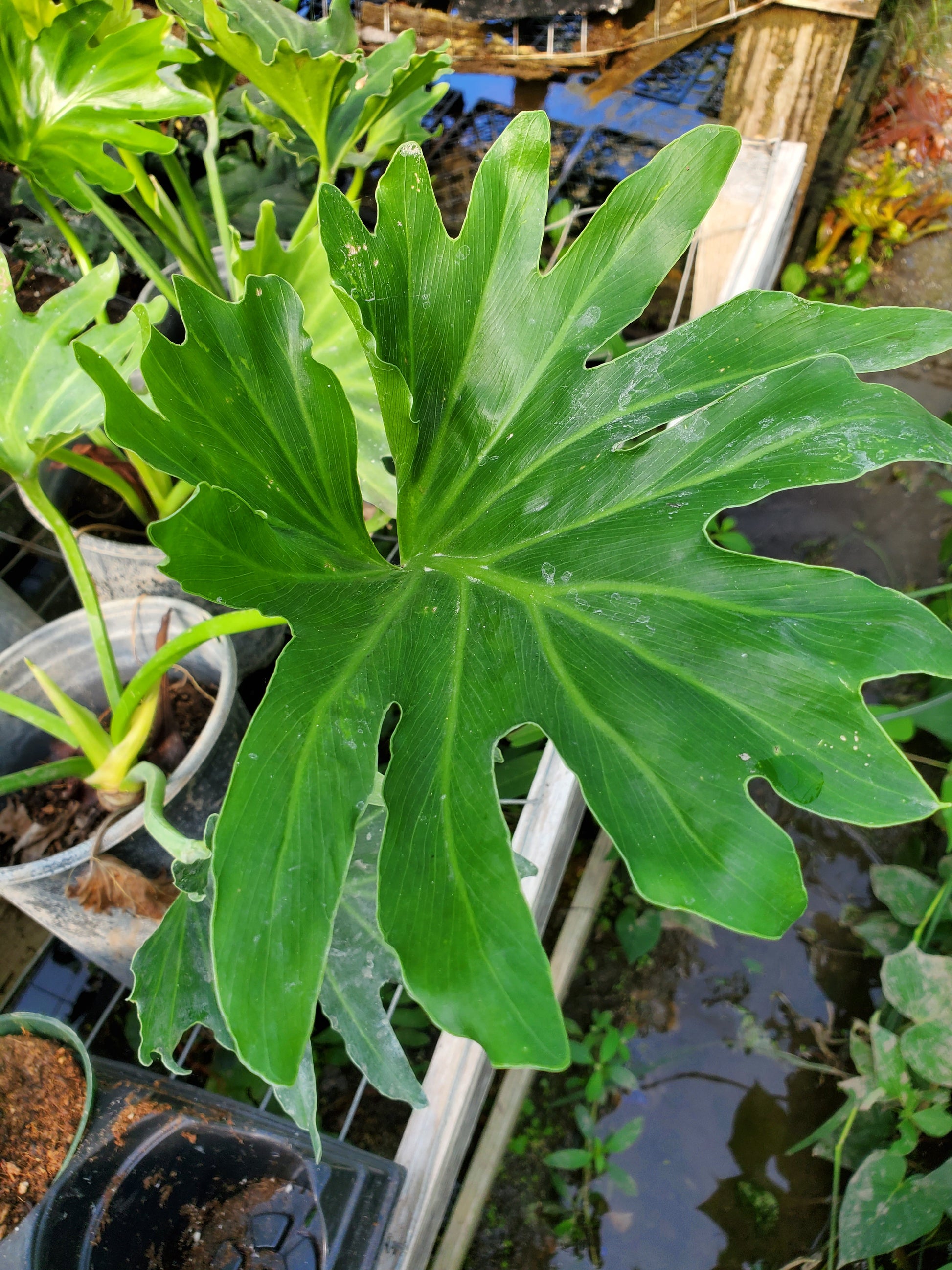 frilly leaf philodendron Philodendron 'Lickety Split'