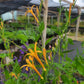 Anisacanthus quadrifidus var. wrightii --Texas Orange Acanthus--