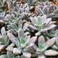 Graptopetalum paraguayense --Ghost Plant--