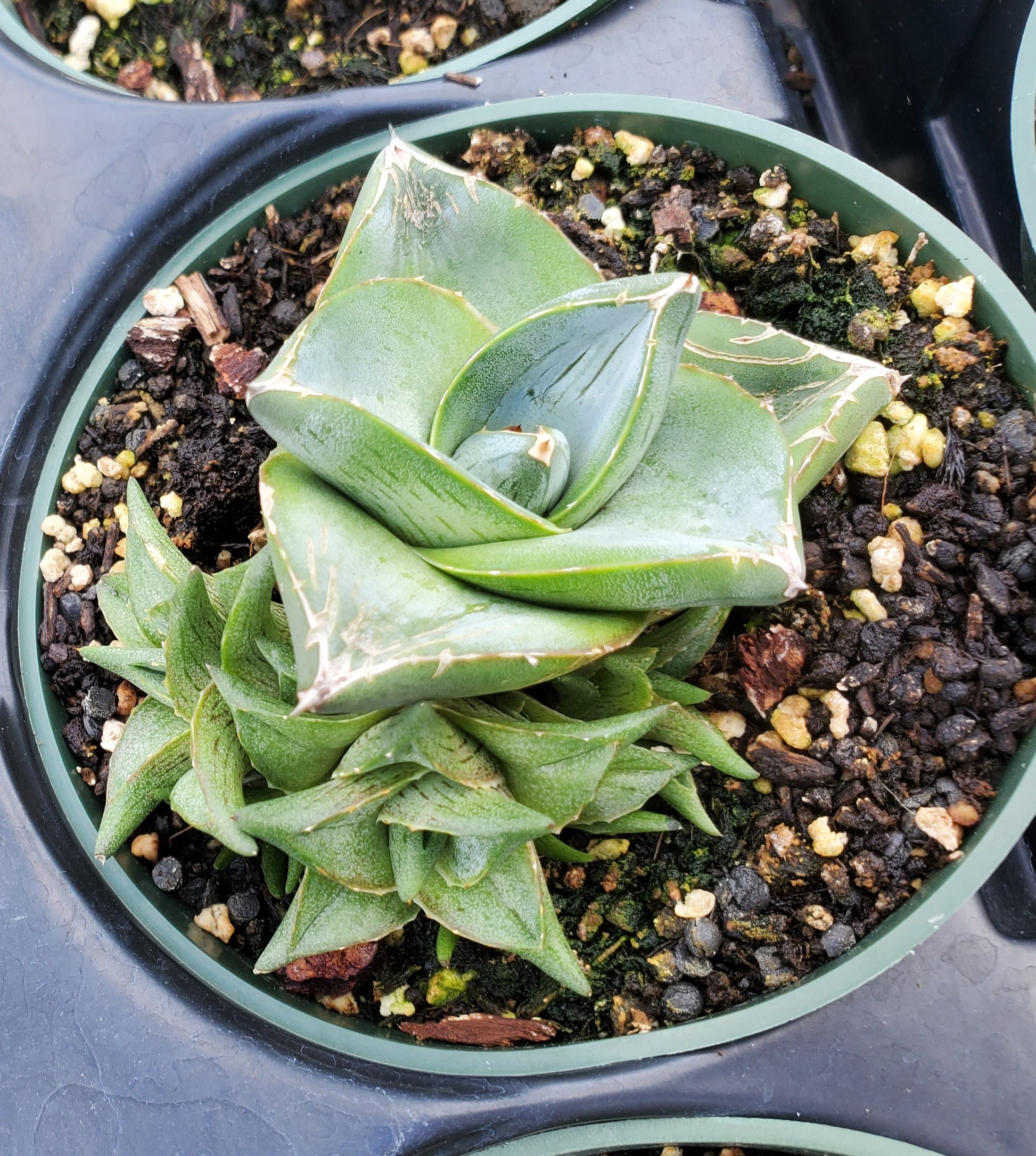 agave house plant Agave x pumila --Clusterfest Dwarf Agave--