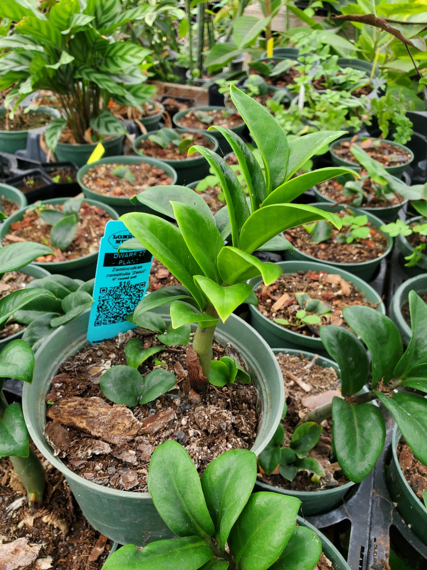 Zamioculcas zamiifolia 'Zenzi' --Dwarf ZZ Plant--