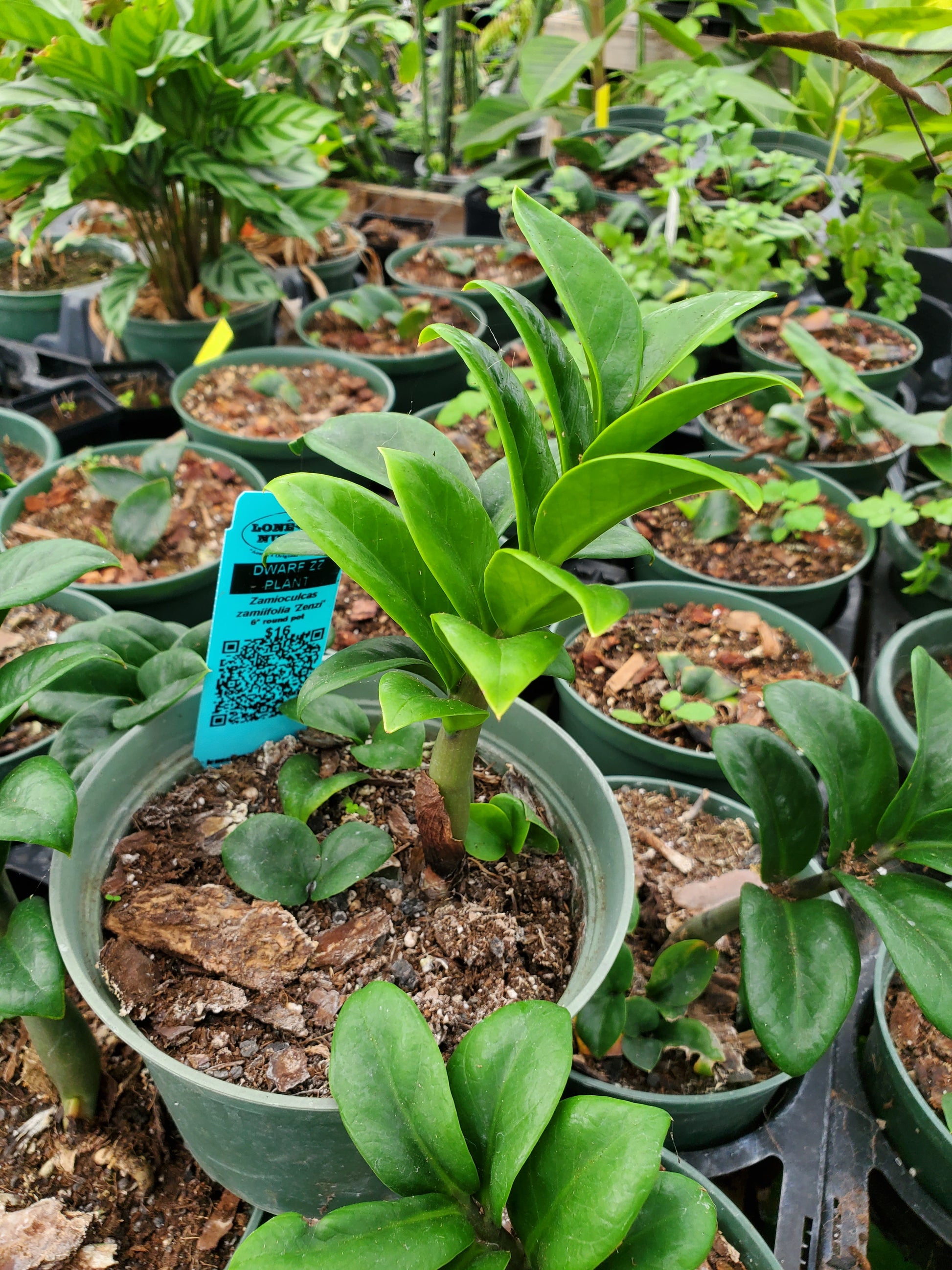 dwarf zz plant Zamioculcas zamiifolia 'Zenzi' --Dwarf ZZ Plant--