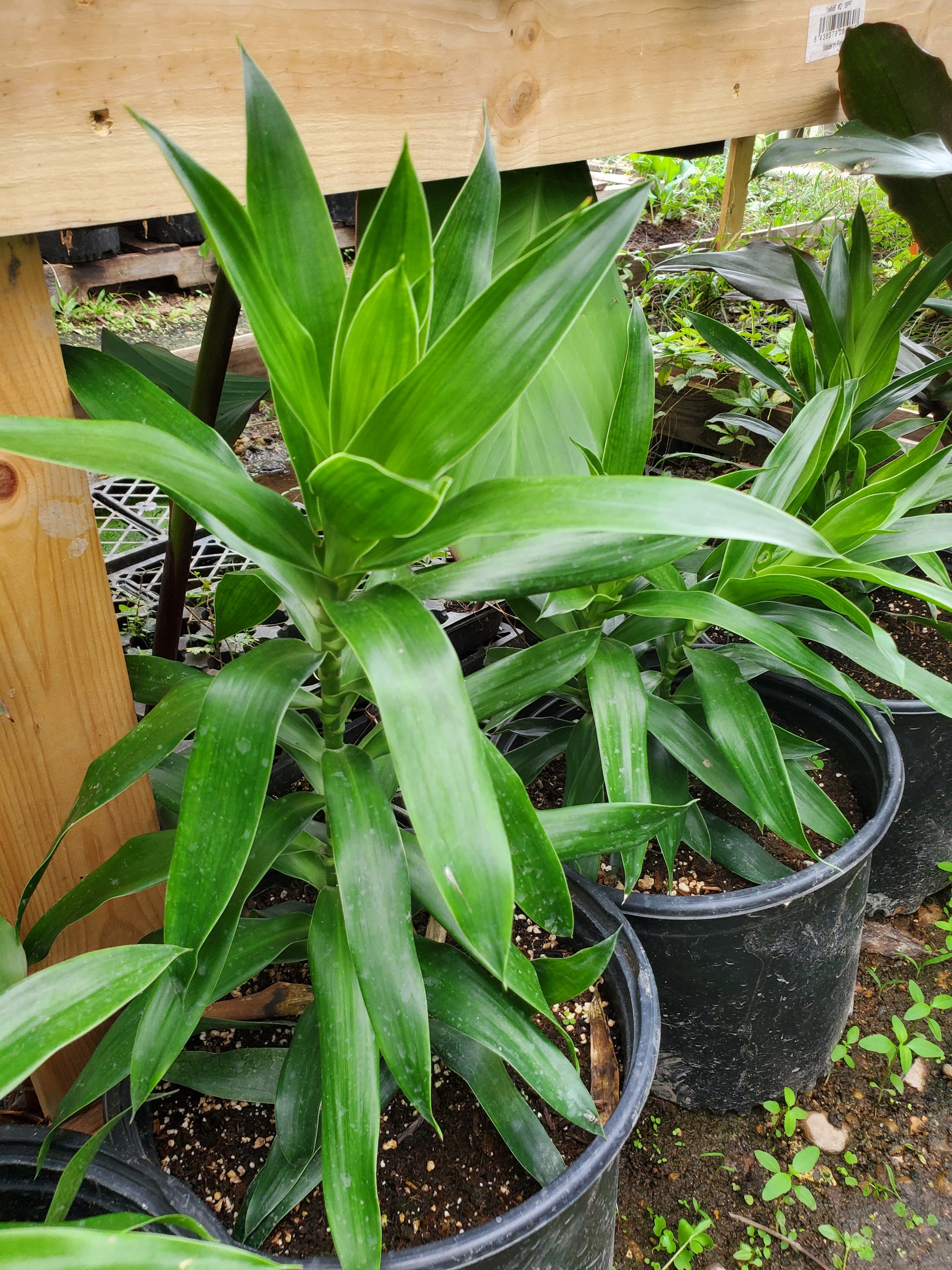 dracaena reflexa green Dracaena reflexa 'Green'