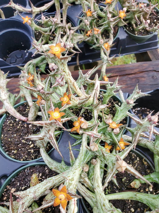 Orbea schweinfurthii --Scarecrow Plant--