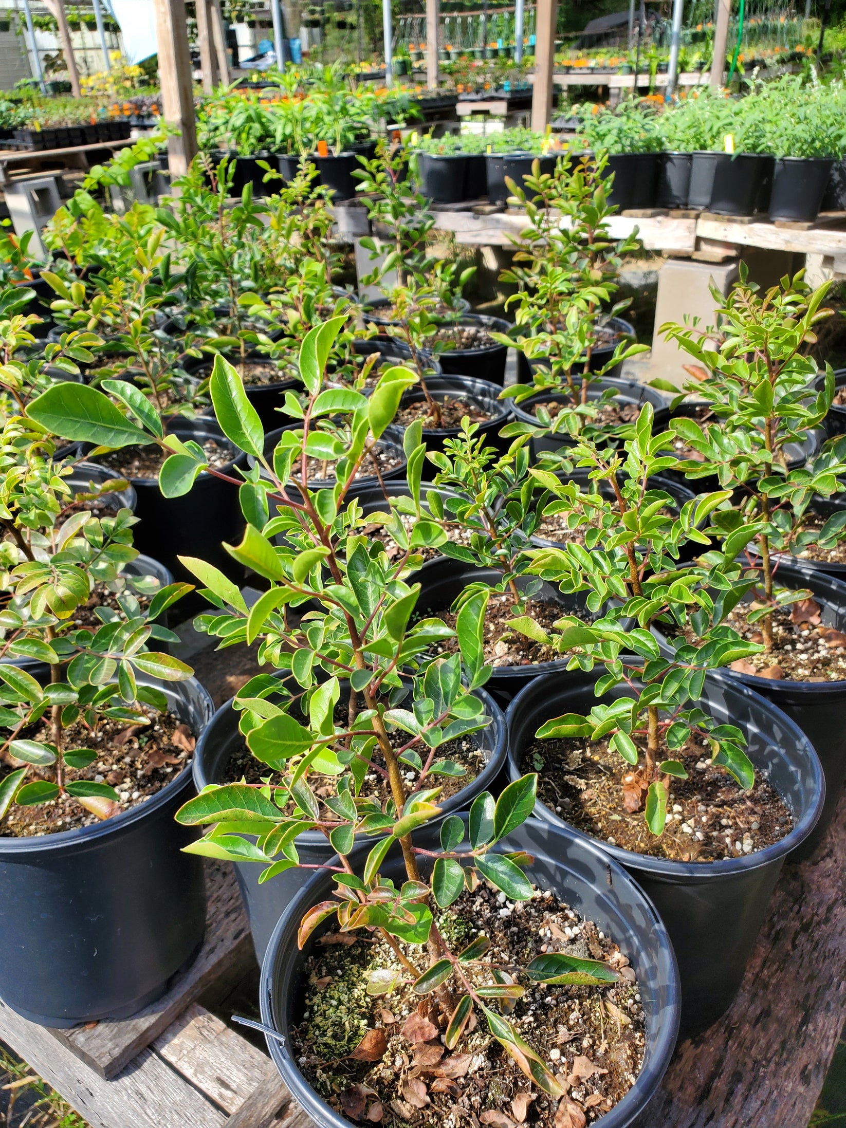 Rhus virens Evergreen Sumac Nursery Lone Star Nursery