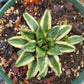 Agave victoriae-reginae 'Sasanoyuki Shiro Fukurin' --Creamy Edge Queen Victoria Agave--