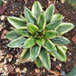 Agave victoriae-reginae --Tora Fu Queen Victoria Agave--