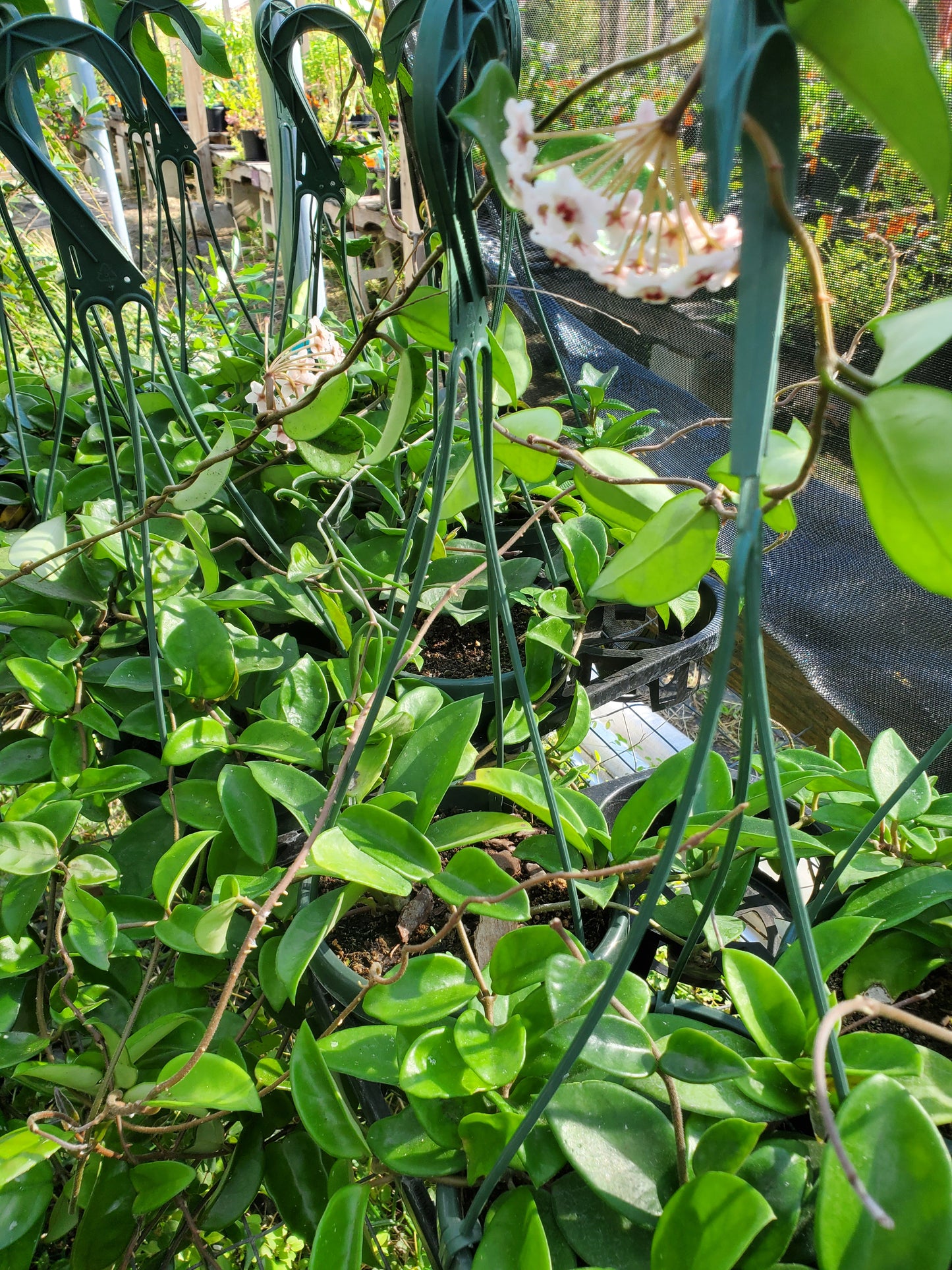 Hoya carnosa --Wax Plant--