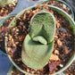 Gasteria armstrongii