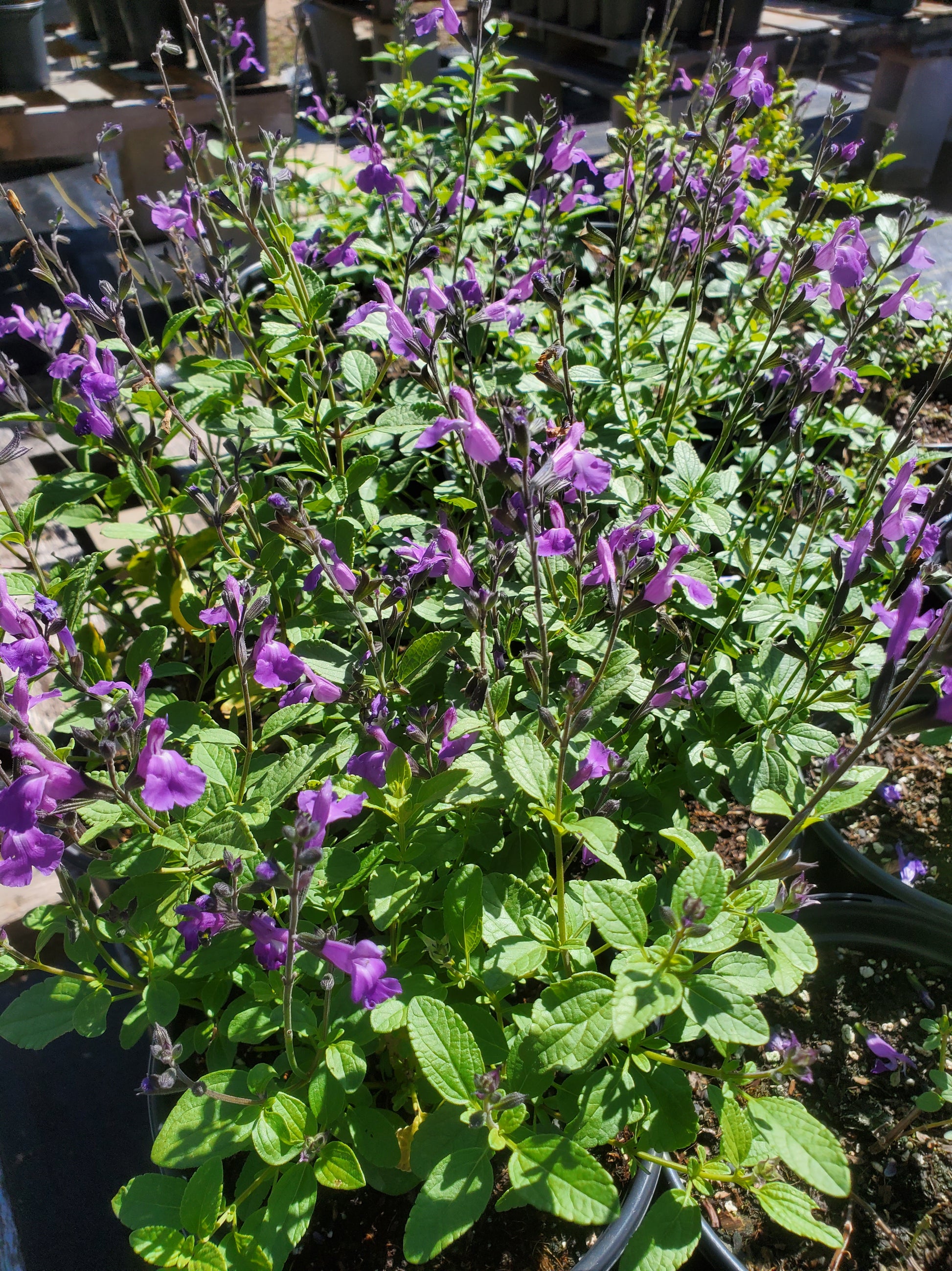 Salvia microphylla Mesa Azure Mountain Sage Plant Delivery Lone