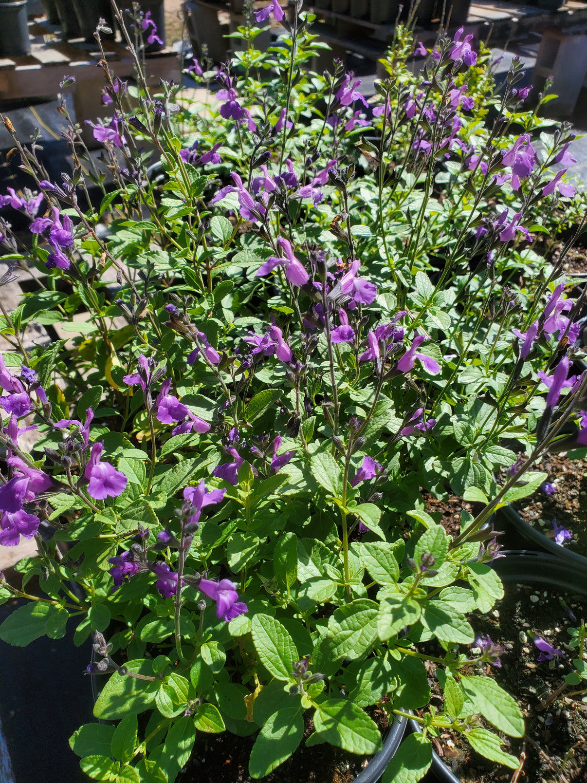 Salvia microphylla --Mesa Azure Mountain Sage-- - Plant Delivery – Lone ...