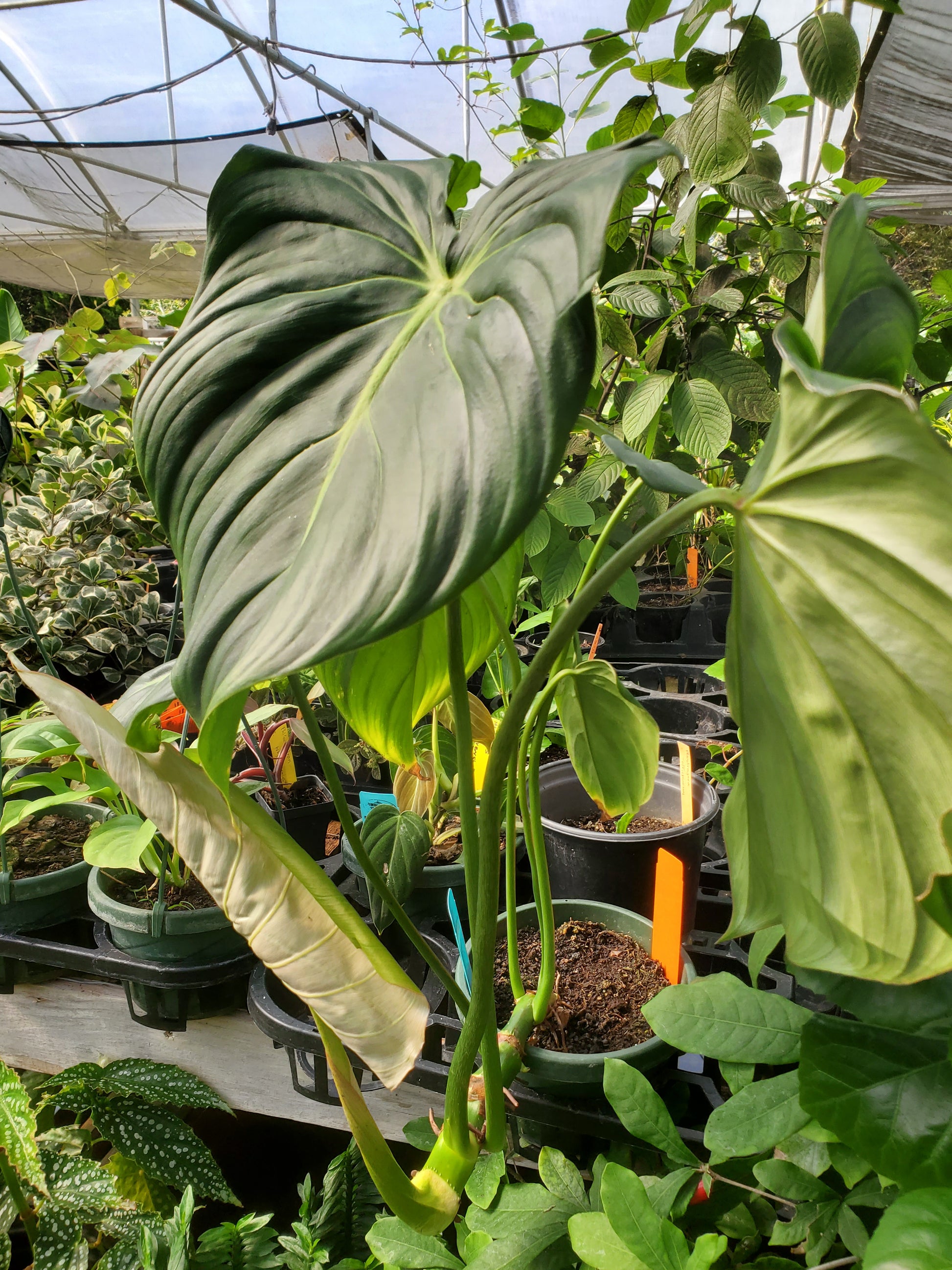 philodendron central texas Philodendron gloriosum x. --McDowell Philodendron--