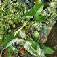 Syngonium podophyllum 'Albo-variegatum' --Variegated Arrowhead Vine--