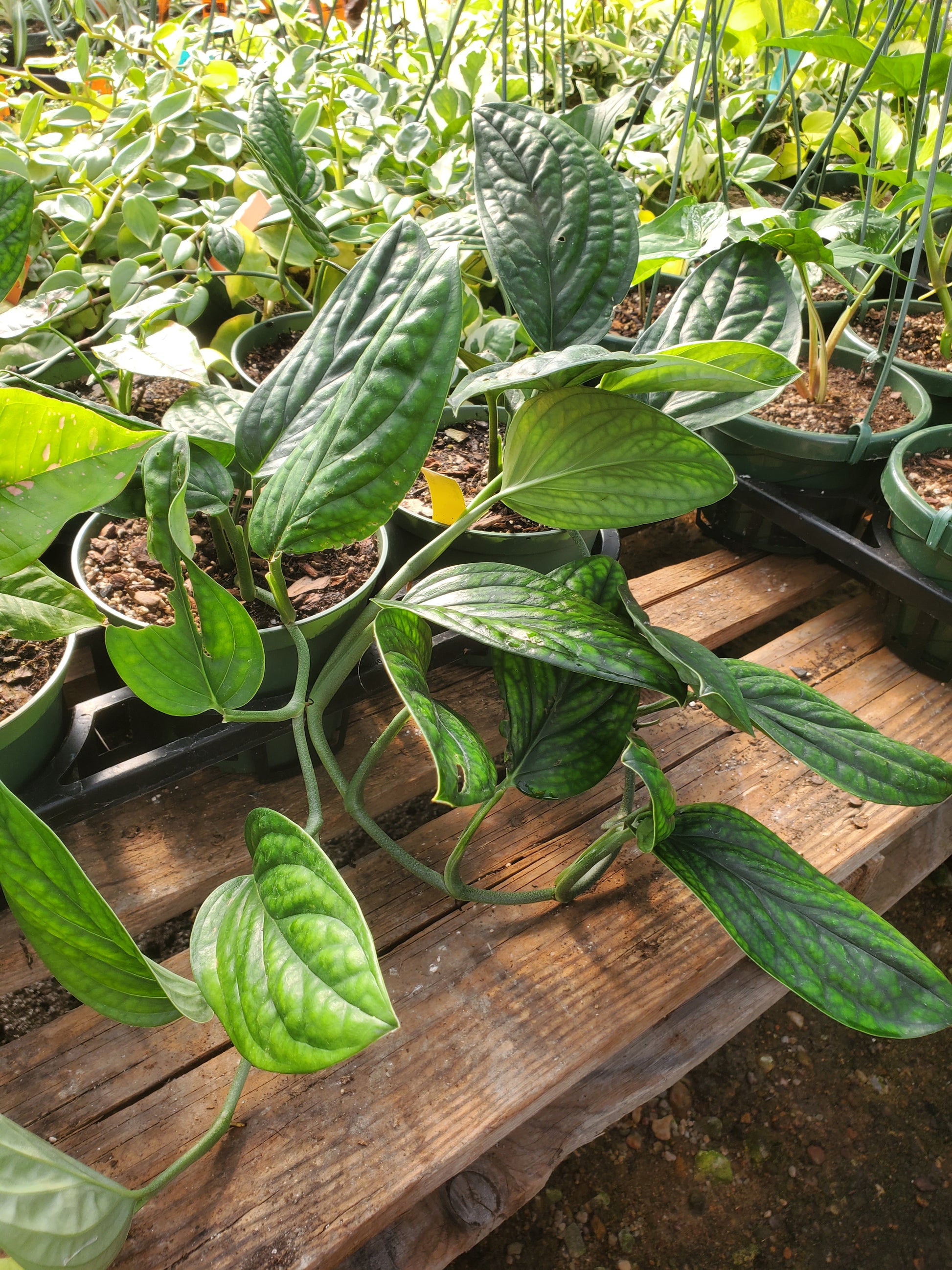peru monstera plant Monstera karstenianum --Peru Monstera--